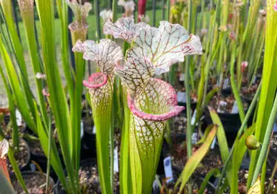 Sarracenia leucophylla hybrids