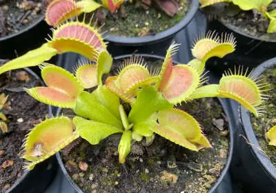 Venus flytraps